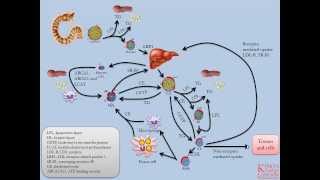 Lipids and Lipoproteins  Part 5 Overview of Lipid Transport Pathways [upl. by Irrahs]