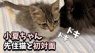 キツネに襲われて下半身麻痺になった子猫が先住猫と初めて会ったら・・・ [upl. by Akimet310]