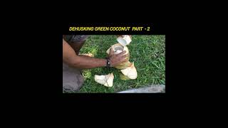 fastest way to prepare dehuskgreen coconut [upl. by Camille]