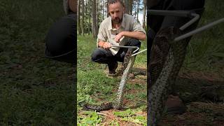 RESGATE DA JARARACA piadosratos snake biologia shortsviral animais reptiles [upl. by Panter440]