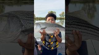 Catch and Cook  Striped Bass Frenzy shorts fishing [upl. by Armitage702]