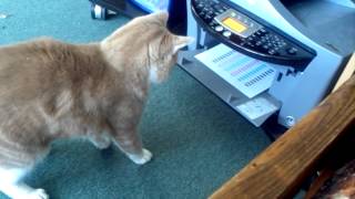 My cat attacking the printer [upl. by Laurette491]