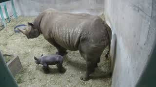 Zoo Welcomes Eastern Black Rhinoceros Calf [upl. by Anhoj]