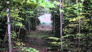 Ecoutez le brâme du cerf en forêt de Compiègne [upl. by Bigford]