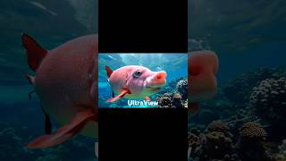 Awesome PigFish 😍😱 shorts pigfish pig viral dogfish short ai [upl. by Eittah485]