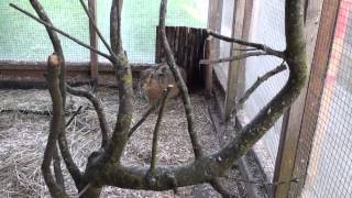 Brown Hare meets rabbit  interesting encounter [upl. by Yerffej]