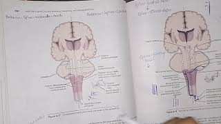 Other ascending tracts part 2 Spino Reticular tracts  spino olivary tracts [upl. by Langelo]