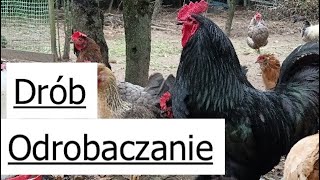 Odrobaczanie Drobiu Czym odrobaczam moje kury [upl. by Eiten]