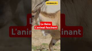 animals animaux documentaire actualités nature humor love info love video like [upl. by Faydra]