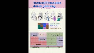 anatomi jantung [upl. by Darryl133]