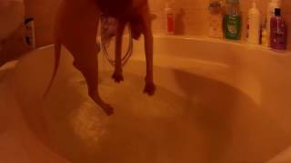 Sphynx cat bathing [upl. by Ennovad]