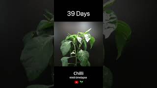 Growing chilli from seeds Timelapse [upl. by Aisatan]