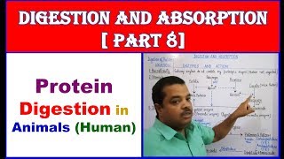 Protein Digestion in Human  Digestion and Absorption  NEET Bio  Part  8 [upl. by Lazare219]