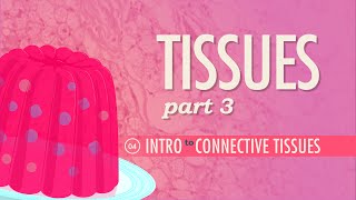 Tissues Part 3  Connective Tissues Crash Course Anatomy amp Physiology 4 [upl. by Einnob]