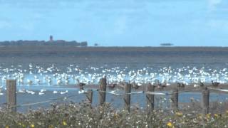 Beleef de Wadden Landschappen van Nederland van oost naar west Unesco Werelderfgoed [upl. by Htiek]