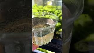 Daphnia its whats for dinner ropefish fishbreedingtips aquariumfish aquarium [upl. by Ednutey420]