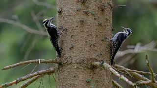 DreizehenspechtBrut vs Waldmanagement  Natura 2000 im Nationalpark Bayerischer Wald [upl. by Alyt930]