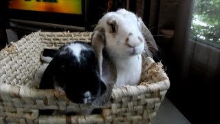 English Lop Rabbits 12 weeks old [upl. by Babbette]