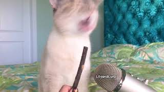 ASMR  CAT TWIG [upl. by Yreved787]