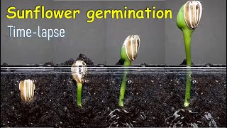 Sunflower germination timelapse [upl. by Paugh]