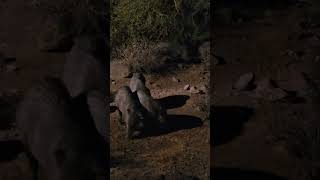 Seven big javelinas in the backyard [upl. by Suhsoj]