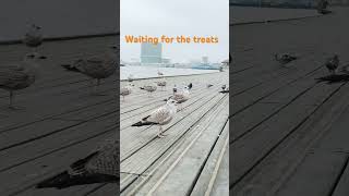 Seagull eagerly waiting for their treats 🍫 seagulls amazing viralshorts viralvideo shorts [upl. by Willette797]