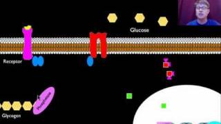 Signal Transmission and Gene Expression [upl. by Ludmilla]