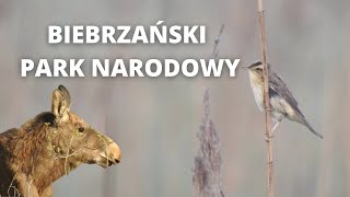 Biebrzański Park Narodowy Biebrza National Park  english subtitles [upl. by Eidurt]