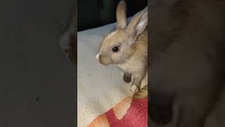 Rabbit of very rare colorlove funny reels trending subscribe youtube ytshorts viralvideo yt [upl. by Lauren]