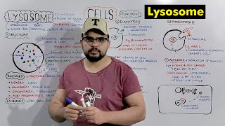 Lysosome  Suicide bag of Cell Structure and Function of Lysosome Detailed Series [upl. by Anitnauq]