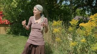 Cobourg Ecology Garden Medicinal Plant Series — Goldenrod vs Ragweed [upl. by Hoffmann]