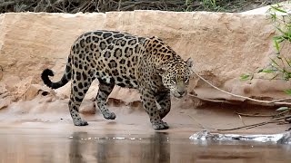 Travesías Fotográficas al Pantanal  En busca del Jaguar o Yaguarete [upl. by Idihsar914]