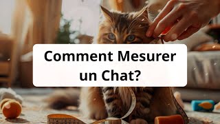 Comment mesurer un chat​ [upl. by Tirzah]