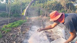 Como Acabar com Pragas de Raízes das plantas Cinza Carvão e Cama de Galinha [upl. by Genny]