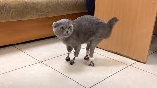 Cat Walks Again Thanks To Prosthetic Limbs [upl. by Balf68]