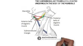 submandibular trianglesubmaxillary or digastric triangle [upl. by Libna]