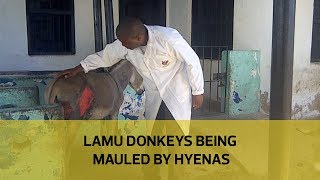 Lamu donkeys being mauled by hyenas [upl. by Anneuq276]