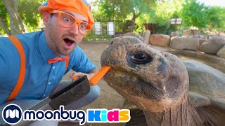 Blippi Visita un Zoológico  Vídeos Educativos  BlippiEspanol  Moonbug Kids en Español [upl. by Nnylireg]