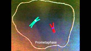 Mitosis claymation with prometaphase [upl. by Kazmirci]