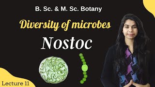 Diversity of microbes  Nostoc  in Hindi  Botany  B Sc amp M Sc [upl. by Acinorahs888]