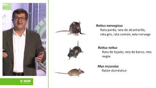 Ricard Parés presenta la Guía de Bioseguridad y relevancia del control de roedores Selontra 13 [upl. by Zetana288]