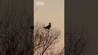 CARANCHO Caracara plancus – Punta Indio – BUSCANDO FAUNA [upl. by Riorsson]