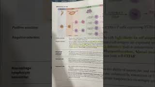 Positive and negative selection in thymus immunology medicalstudent mbbs usmle firstaid [upl. by Fermin]