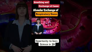 Breathing and exchange of gases class 11th biology neet ncert cbse [upl. by Allain984]