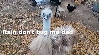 Preparing the Emus for a big storm [upl. by Nommad]