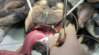 Temporary palatopexy procedure for brachycephalic obstructive airway crisis in dogs [upl. by Bettzel]