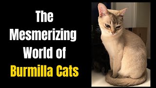 The Mesmerizing World of Burmilla Cats [upl. by Dnomder725]