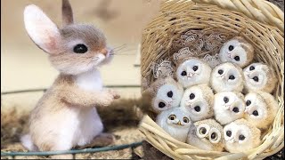 New Cute Baby Animals Videos Compilation  Funny and Cute Moment of the Animals 1  Cutest Animals [upl. by Marvella944]