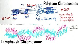 Giant Chromosomes  Polytene Chromosomes and Lampbrush Chromosomes  Giant Chromosome Hindi amp Eng [upl. by Anitnerolf191]