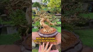 Makin elegan setelah pruning bonsai bonsaiideas bonsaiart bonsaiplant bonsaitree indoorplants [upl. by Sabas]